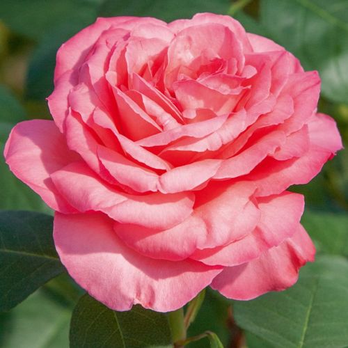 Pink Panther™ trandafir teahibrid